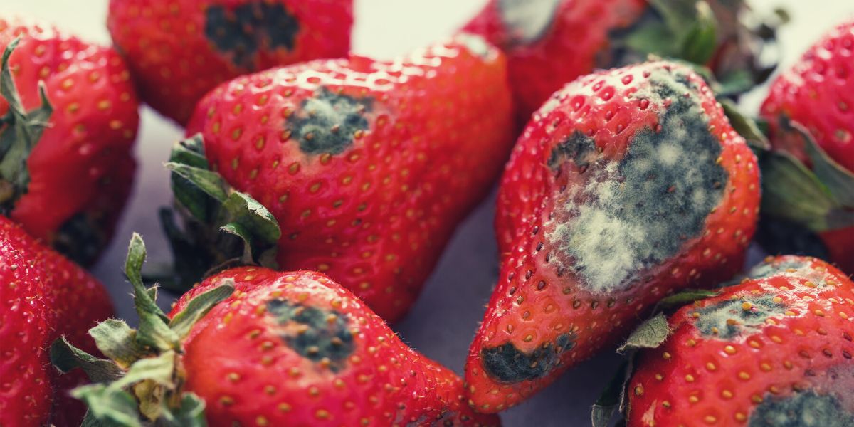 Can you wash mold off strawberries?